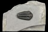 Calymene Niagarensis Trilobite - New York #163593-2